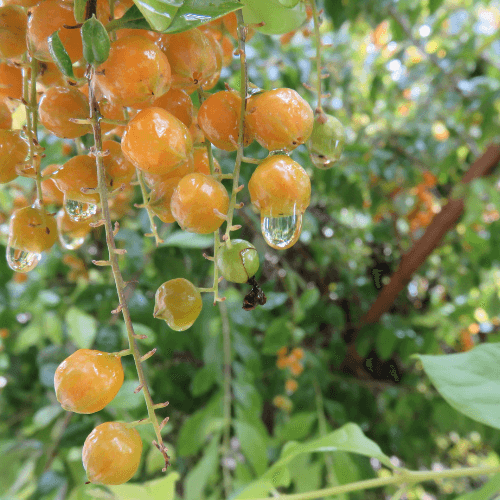 Arrosage goutte à goutte tomates