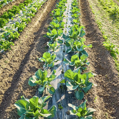 Paillis de plastique